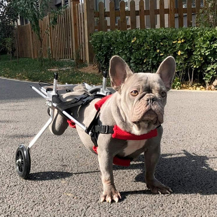 Dog in a red harness standing next to a dog cart on a paved road.