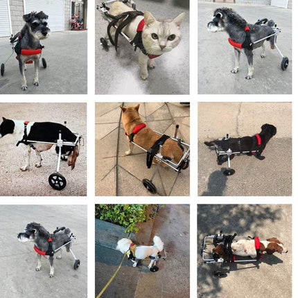 Grid of images showing various animals using wheelchairs on different surfaces.