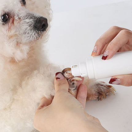 Person applying a white cream to a dog's paw with a focus on care and hygiene.
