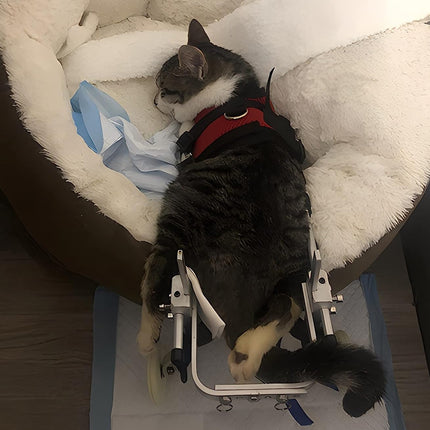 Cat in a stroller with a red harness on a white cushioned surface