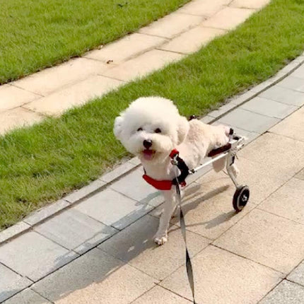 Small white dog in a wheelchair on a sidewalk next to grass
