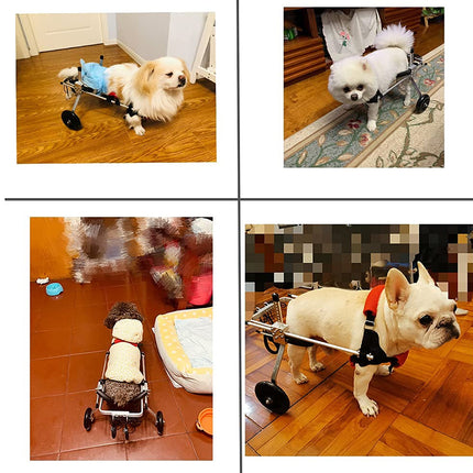 Collage of dogs using a pet wheelchair in various settings.