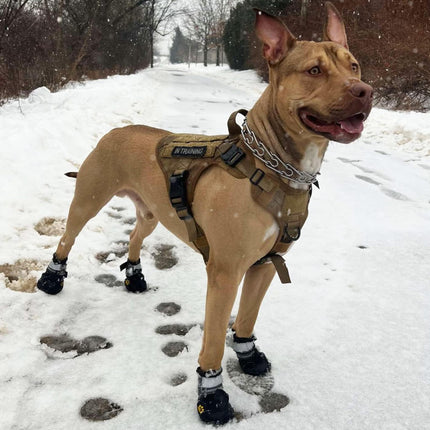 Dog Shoes | NZ Sale