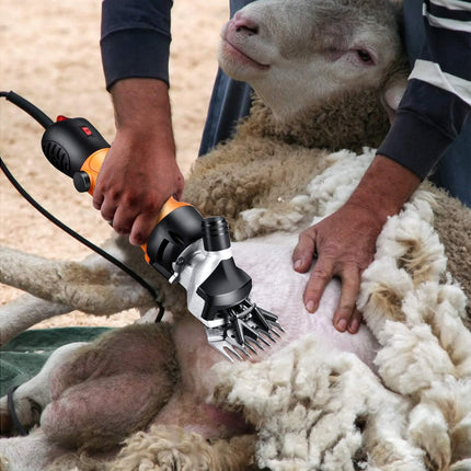 Shearing a sheep with electric clippers
