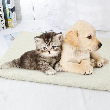 Kitten and puppy lying on a blanket with books in the background