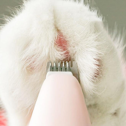 Close-up of a white rabbit being groomed with a comb.