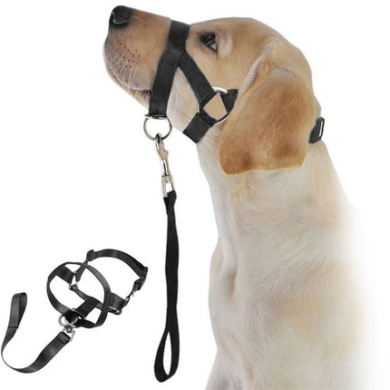 Dog wearing a black harness with a leash on a white background