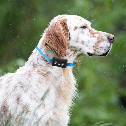 A white and brown spotted dog wearing a blue electronic collar with a black tracking device, shown outdoors in the rain against a blurred green background.