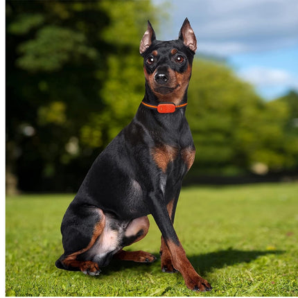 Dog wearing an orange collar sitting on grass with trees in the background