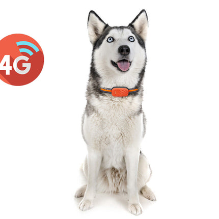Dog wearing a 4G collar with a 4G logo on a white background