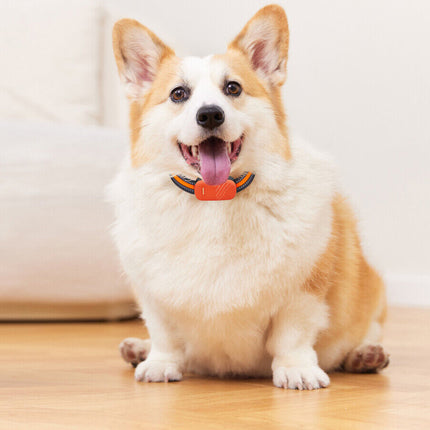 Corgi dog wearing an orange collar on a wooden floor with a white background